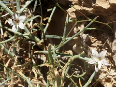 Gypsophila capillaris