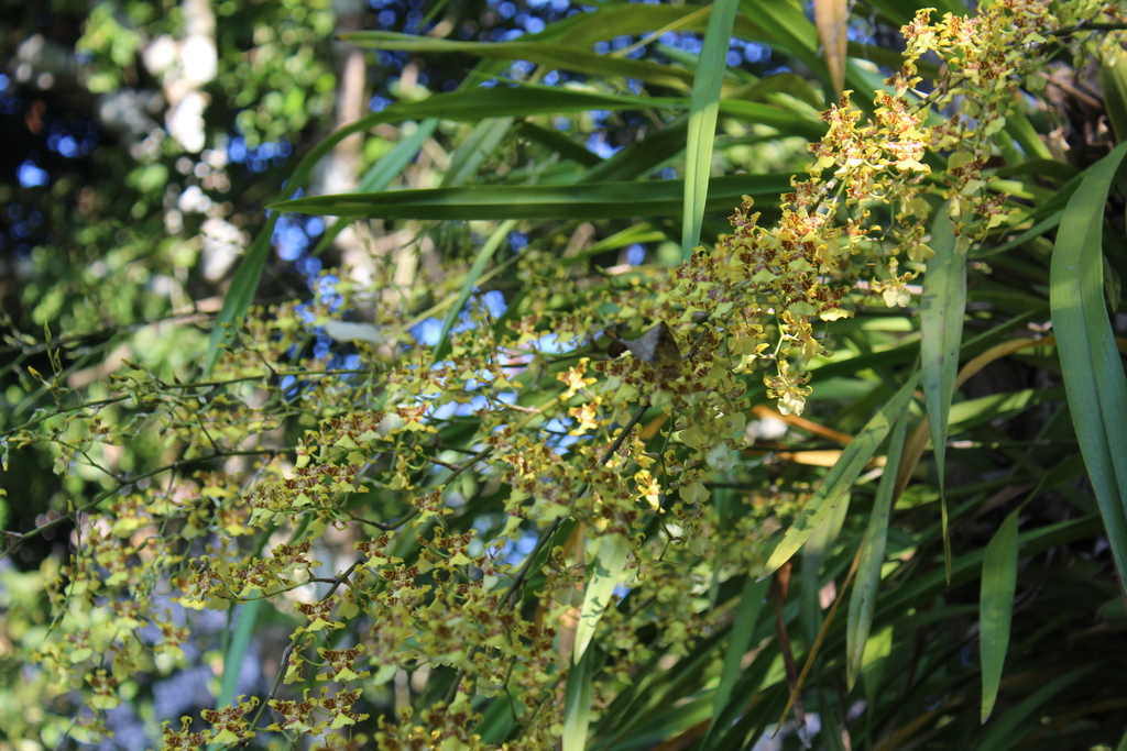 Oncidium orchid pseudobulbs and leaves