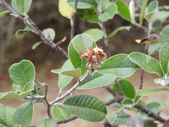 Malacomeles nervosa