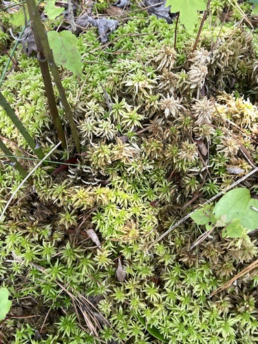Henry's Peatmoss (Sphagnum henryense)