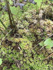 Sphagnum henryense