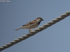 Passer domesticus