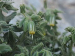 Podonosma orientalis