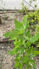 Chenopodium album