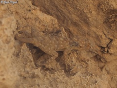 Ptyodactylus guttatus