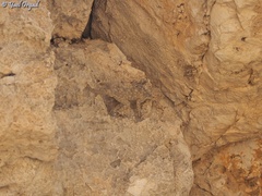 Ptyodactylus guttatus