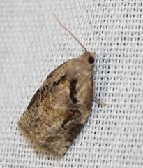 Archips grisea