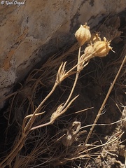 Silene alexandrina