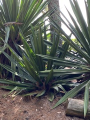 Agave sisalana