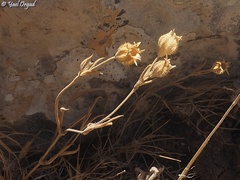Silene alexandrina