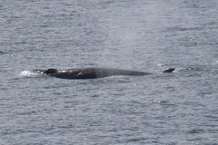 Balaenoptera bonaerensis
