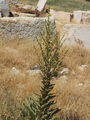 Verbascum sinaiticum