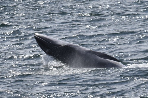 Balaenoptera bonaerensis