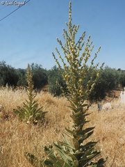 Verbascum sinaiticum