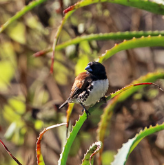 Spermestes bicolor nigriceps