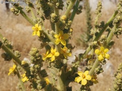 Verbascum sinaiticum