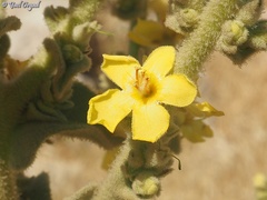 Verbascum sinaiticum