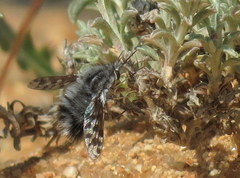 Australoechus megaspilus