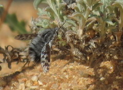 Australoechus megaspilus
