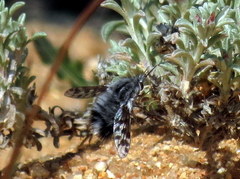 Australoechus megaspilus