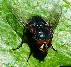 Diptera
