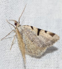 Macaria bitactata