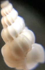 Epitonium humphreysii