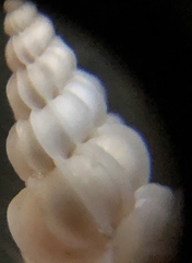 Epitonium humphreysii