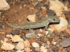 Strophurus intermedius