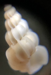 Epitonium humphreysii