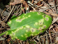 Entyloma hieracii