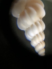 Epitonium humphreysii