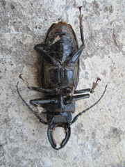 Mallodon chevrolatii