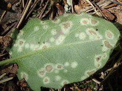Entyloma hieracii