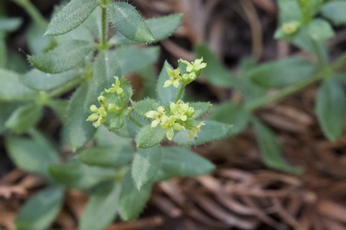 Image of Galium californicum by (c) Arvel Hernandez, some rights reserved (CC BY-SA)