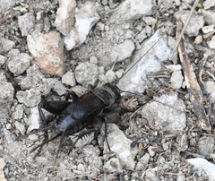 Gryllus saxatilis