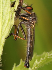 Neoitamus cyanurus