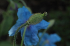 Meconopsis betonicifolia