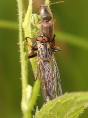 Neoitamus cyanurus