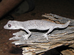 Strophurus krisalys