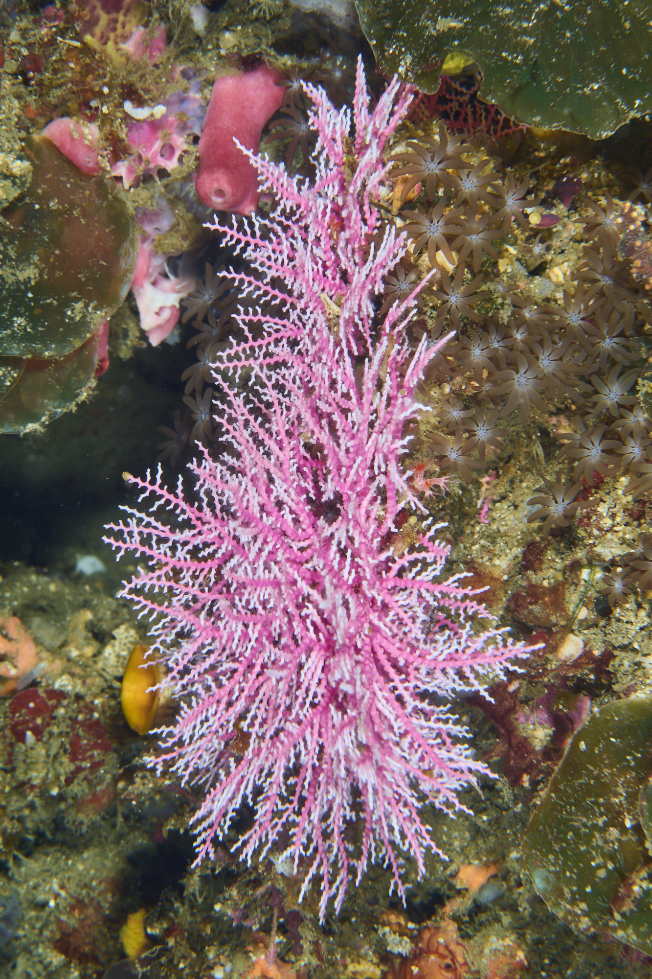 Acrossota amboinensis (Burchardt, 1902)