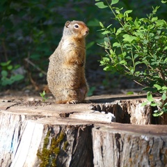 Urocitellus columbianus