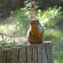 Urocitellus columbianus