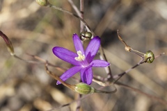 Brodiaea leptandra