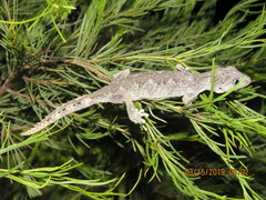 Strophurus ciliaris