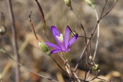 Brodiaea leptandra