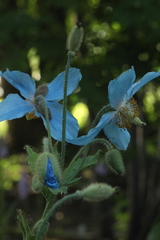 Meconopsis betonicifolia
