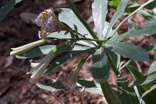 Image of Lilium rubescens by (c) Arvel Hernandez, some rights reserved (CC BY-SA)