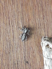 Menemerus bivittatus