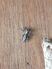 Menemerus bivittatus